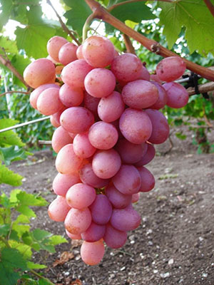 Gourmet Grapes