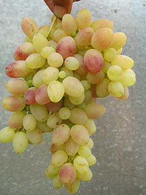 Tason Grapes