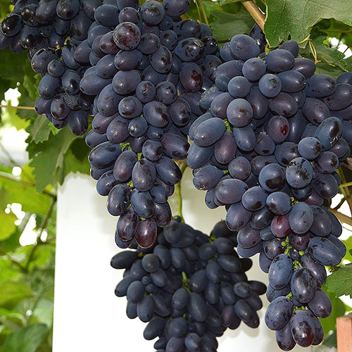 Codreanque vynuogės