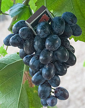 Druiven van Hadji Murat