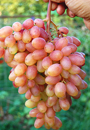 Ulang Tahun Anggur Novocherkassk