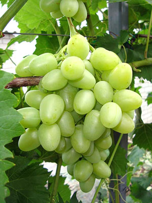 Bogatyanovsky的葡萄