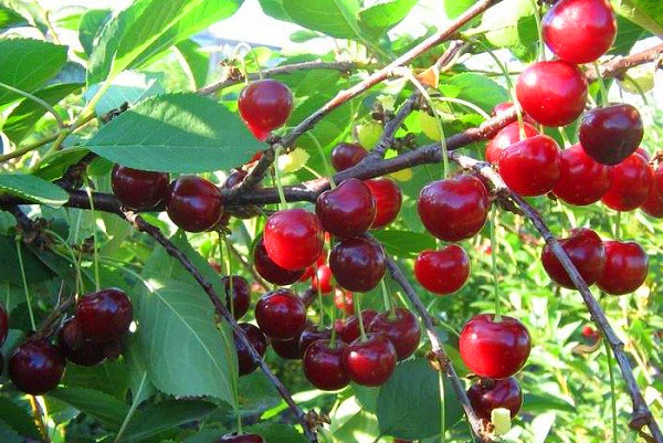 Cherry variety Apukhtinskaya