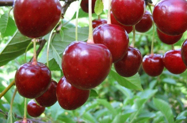 cherry odrody Turgenevskaya