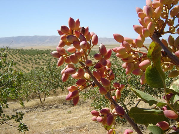 plantaža pistacija