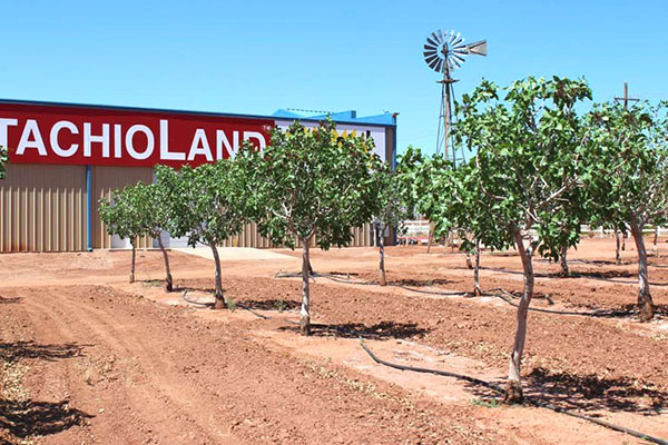 plantage van pistachenoten in de VS.