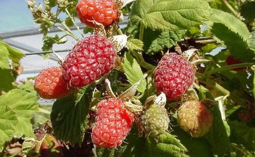 Raspberry variety