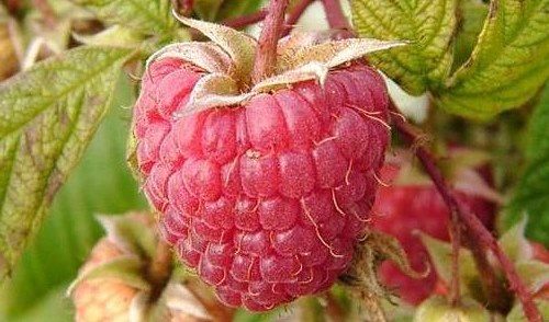 Raspberry odroda Hussar