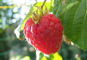 berry raspberry raspberry