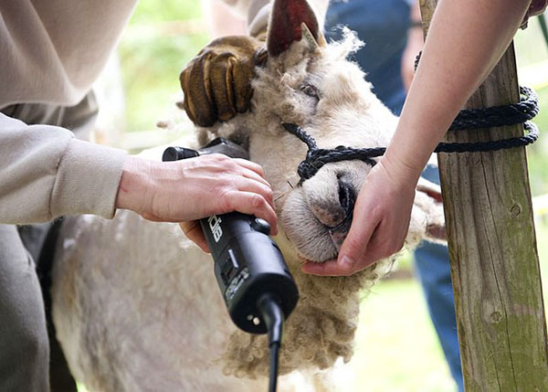 Tosquia de ovelhas com máquina especial