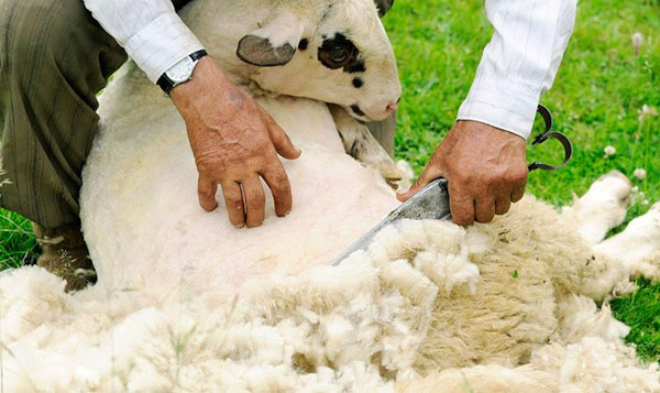Strângerea oilor cu foarfece