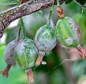 cendawan bubuk pada buah gooseberry