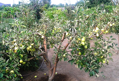 Grădina de arbori de măr