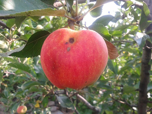 Plăci de fructe afectate de Apple
