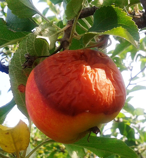 Plod voća