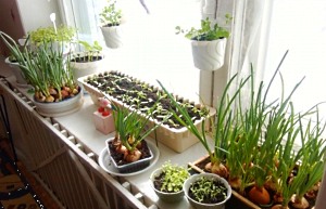 sayur-sayuran di tingkap
