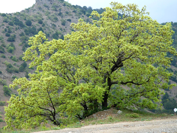 oak yang berbulu