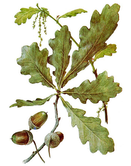 listy a dubové ovocie