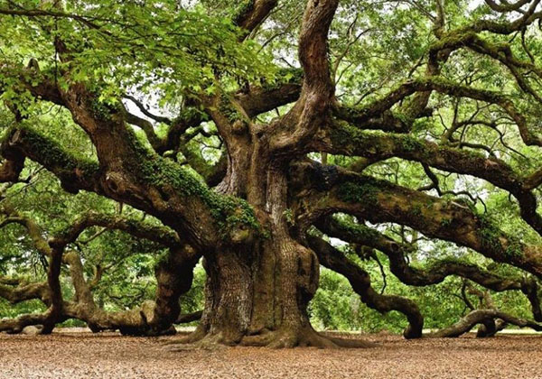 oak dewasa