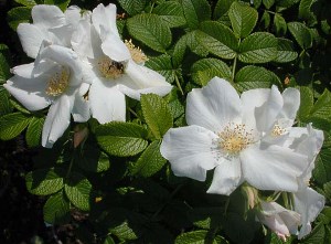 Balta raukšlėta rožė