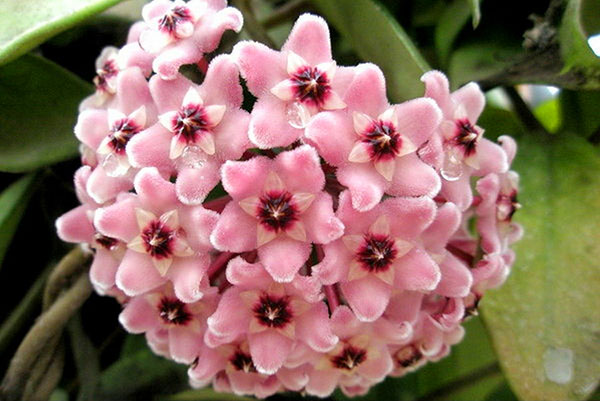 Bakul bunga wangi hoyi