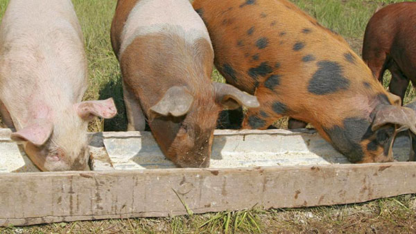 voederen van varkens