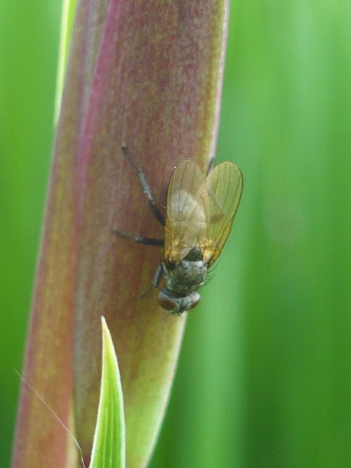iris fly