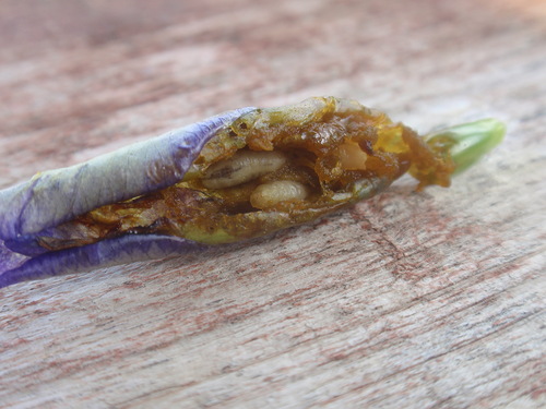 larva lalat