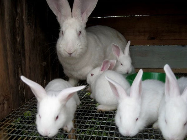 familie av kaniner i et bur