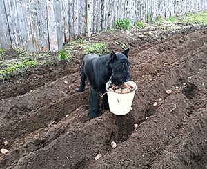 Planting poteter i furrows