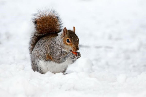 松鼠在雪地里