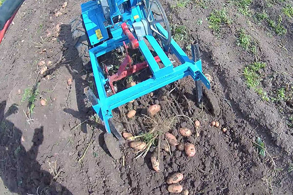 penggali kentang