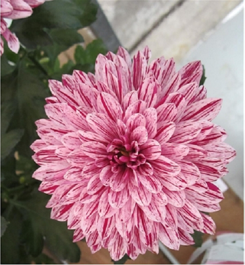 Chrysanthemum Zembla VIP