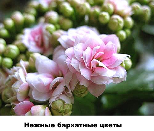 Osjetljivo baršunasto cvijeće