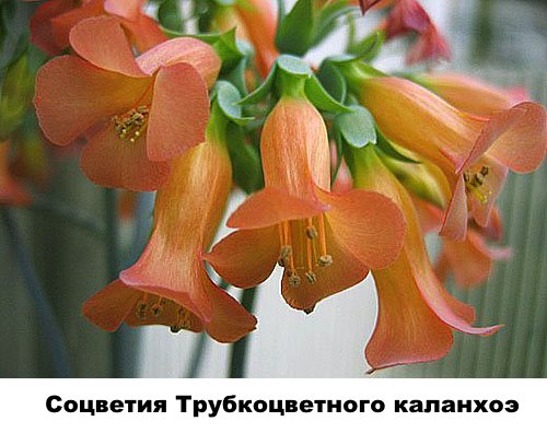 Blomställningar av Tuber Colored Kalanchoe