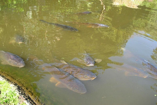 ribe v ribniku v državi