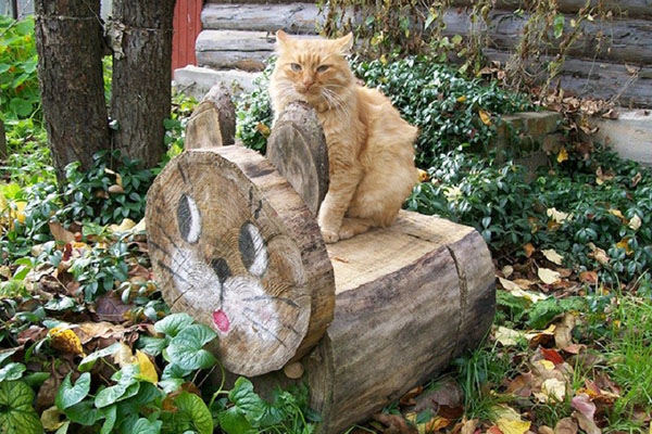 bench cat