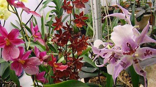 cumbrijski orhideja u svom sjaju
