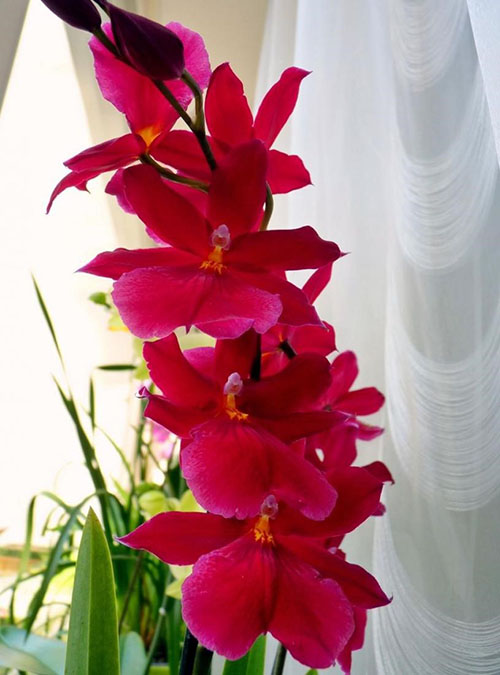 pleasuje s kvitnúcou kvitnúcou orchideou