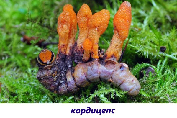 Ciuperci sub formă de paraziți Papilloma means in urdu