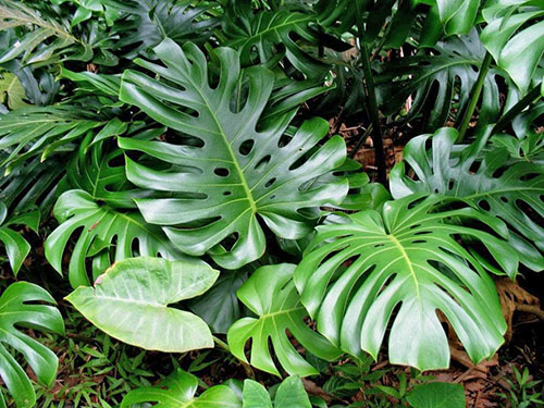 Araceae biljke