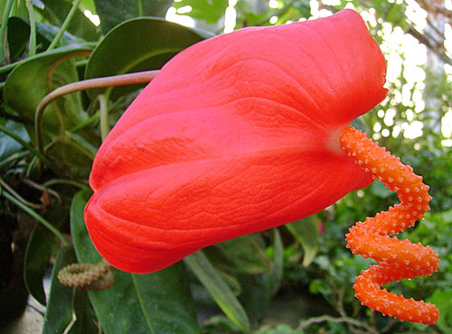 Parlak antoryum çiçeği