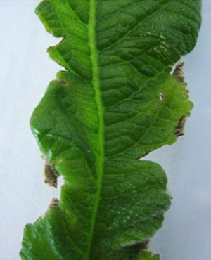 Streptocarpus este afectat de mucegaiul praf