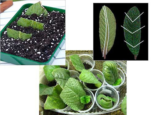 Reproductie van streptocarpus door delen van een bladplaat