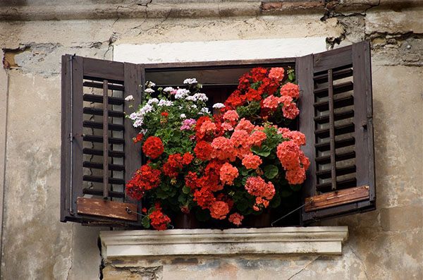 Pencere dekorasyonu - Sardunya