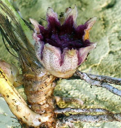 Aspidistra berbunga yang unik