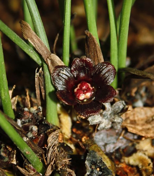 Blomster aspidistra malt i mørk lilla, brun, lilla eller andre toner