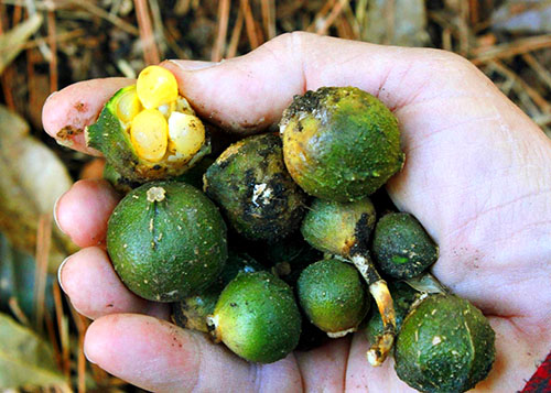 Tät frukt aspidistra, innehållande från en till flera stora frön