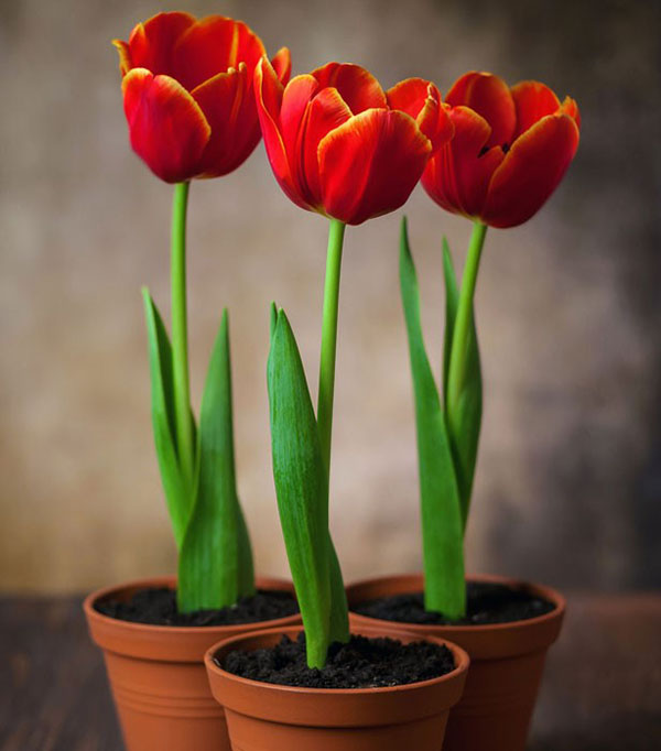 vynucovanie tulipánov v kvetináčoch