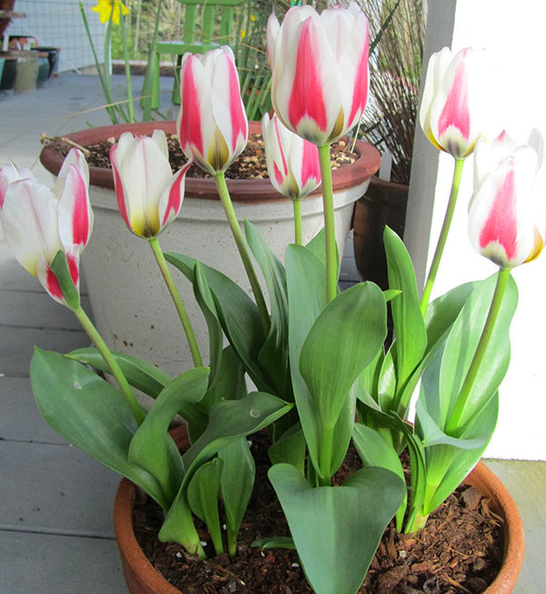 ดอกทิวลิปเบ่งบานภายในวันที่ 8 มีนาคม